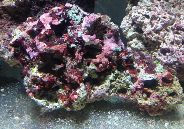 Caribbean-live-rock-640x450-1