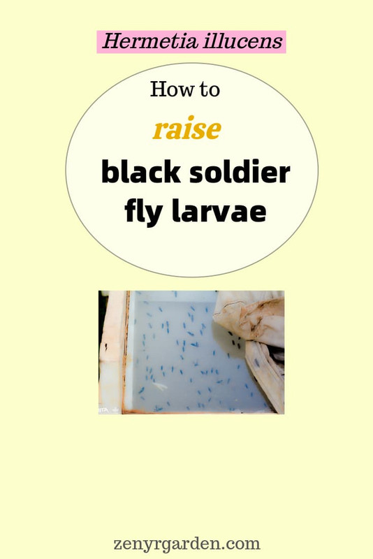 how-to-raise-black-soldier-fly-larvae-pin.jpg