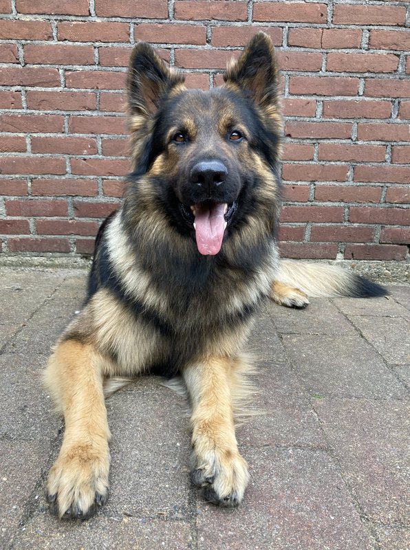 Afbeelding