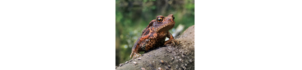 Tierfoto Erdkröte Postkarte a