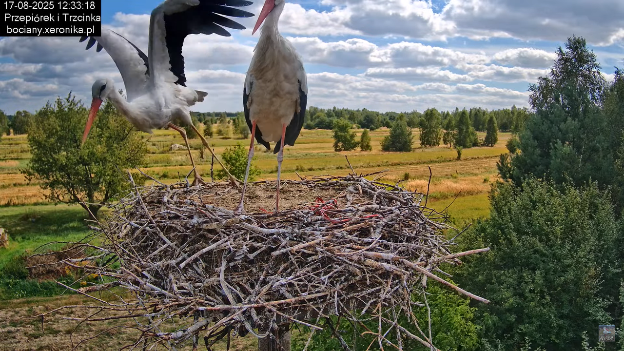 17082025bociany32