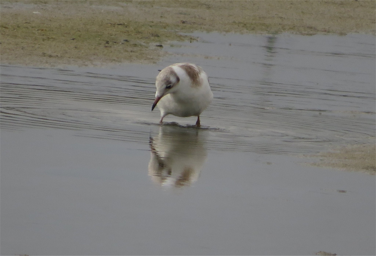 Young black-headed gull