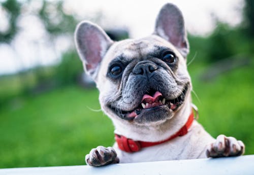 Best Pet Food Storage Solutions