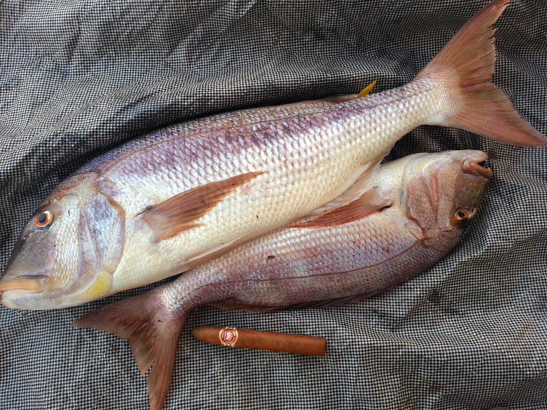 συναγρίδες 1