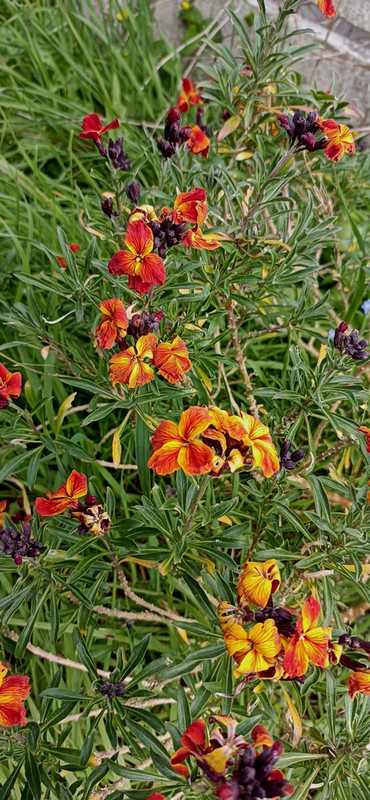 https://i.postimg.cc/gJQ41r7F/IMG-20260417-165532.jpg