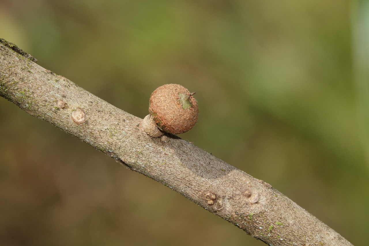 DSC06517 Mamey Sapote Galeron fruit developing