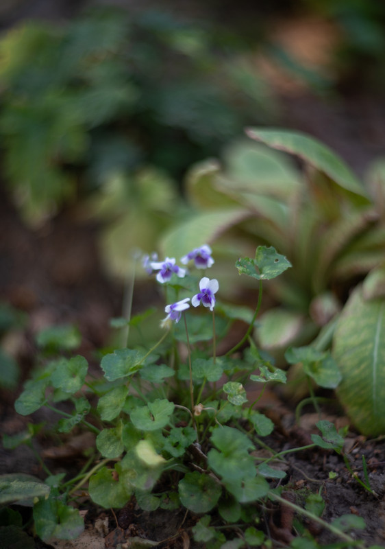 IMG-37cf88ef90502ebccfd4054bca821549-V