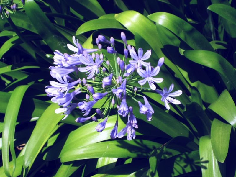 agapanthus_cvet1