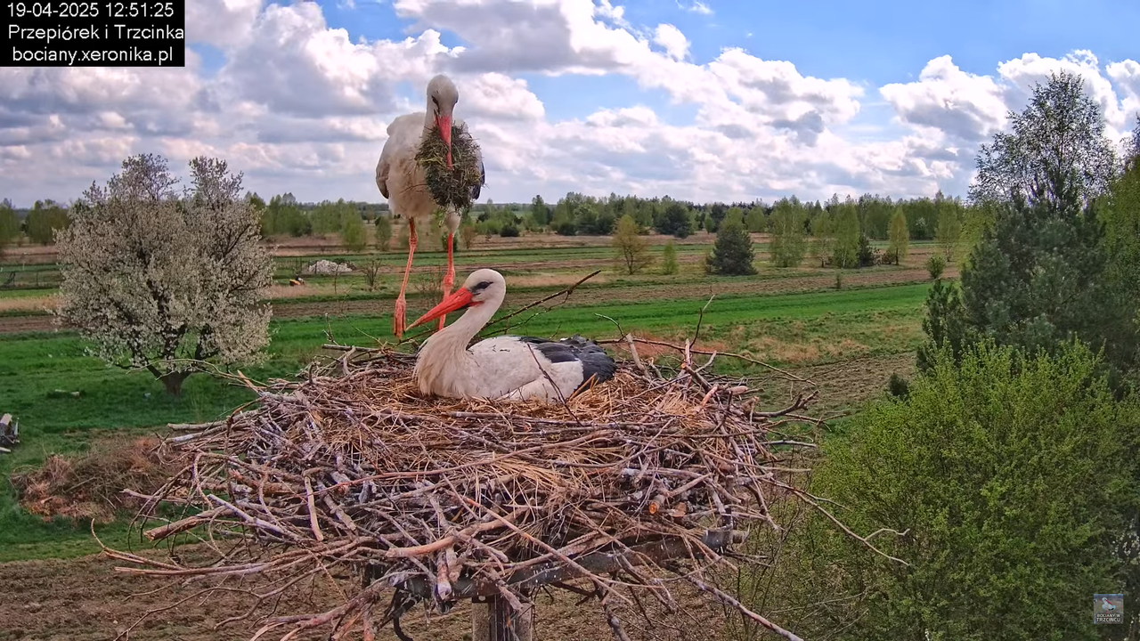 19042025bociany15
