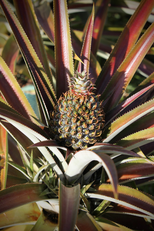 04FB230A-86DA-456E-8DC8-1C8A480D9600_1_201_a