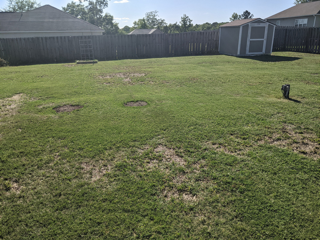 2021.05.13 back yard 3