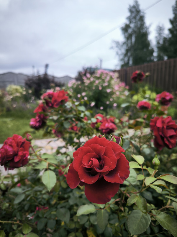 IMG_20240704_180218