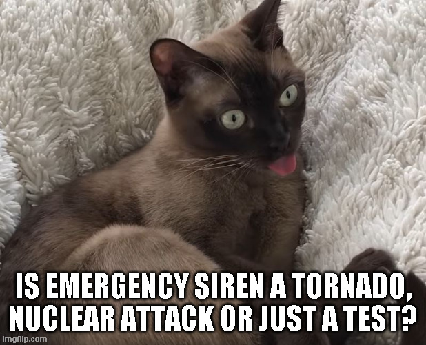cat-alert.jpg