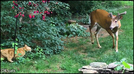 Cute-Cat-GIF-Cute-meeting-between-a-fearless-cat-and-a-cautious-and-curious-deer.gif