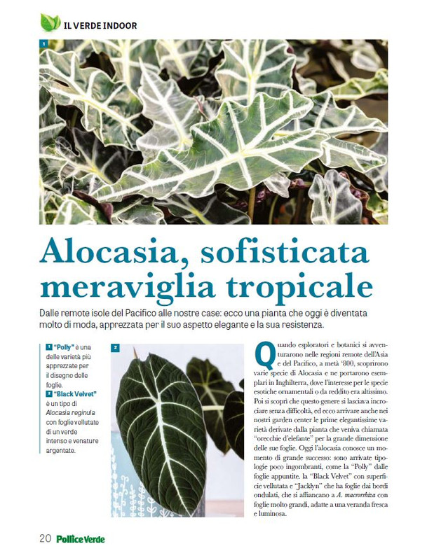 Pol Ver Mar 2025 (3)