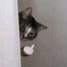 Cat-Flipping-You-Off.jpg