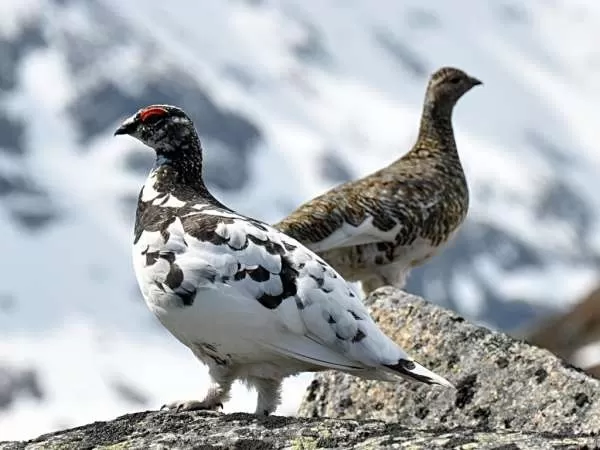 [Image: arctic-birds-12931-2-1708795769.webp]