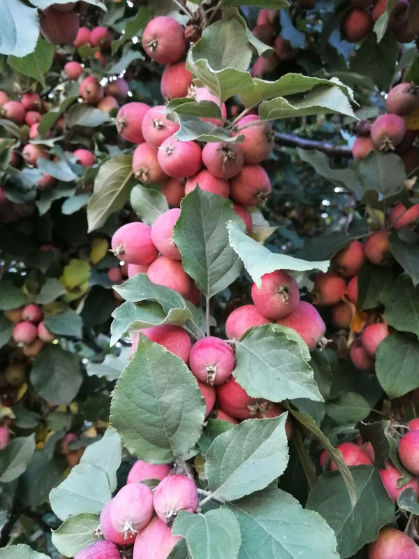 IMG-1ddbbca9306d804fed65d328e16cf67d-V