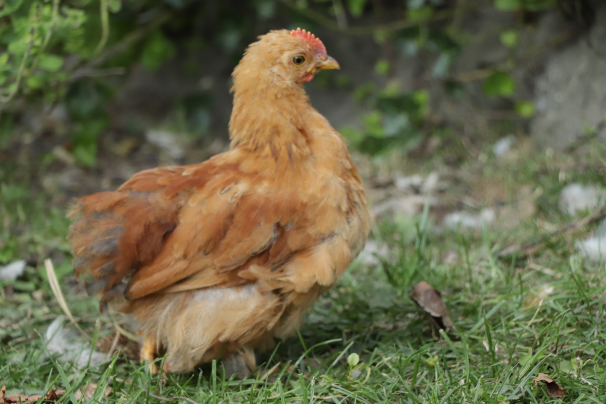 Verzamel topic is het een hen of haan? - Pagina 249 - Kippenforum.nl