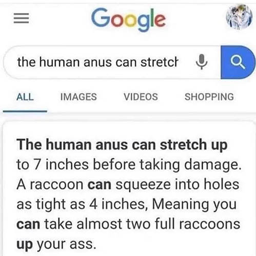 racoons.jpg