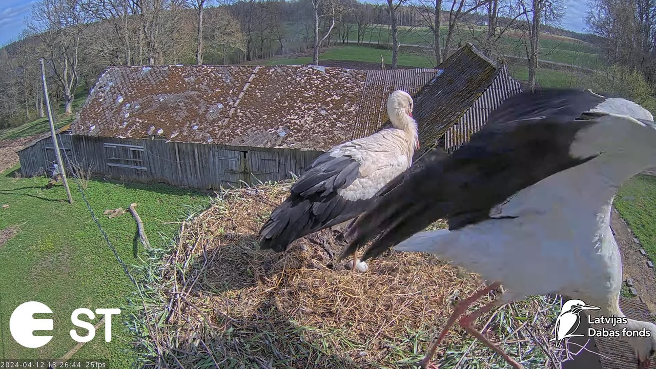 Baltie stārķi (Ciconia ciconia) Tukuma novadā - LDF tiešraide __ White storks in Tukums, Latvia 9-31