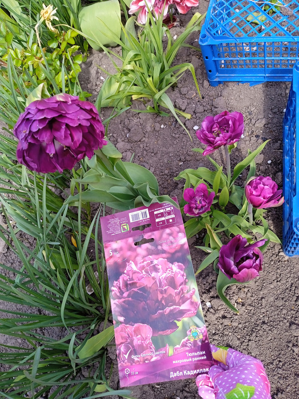 https://i.postimg.cc/gJWRDHPb/IMG-20220514-103911-1.jpg