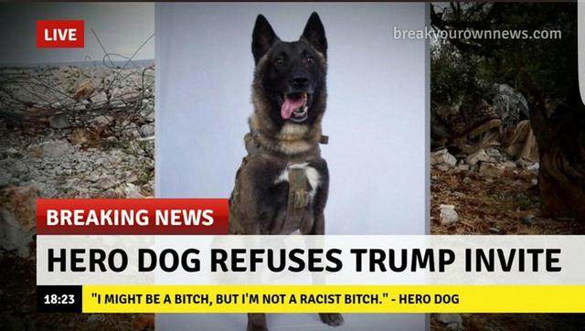 hero-dog-refuses.jpg