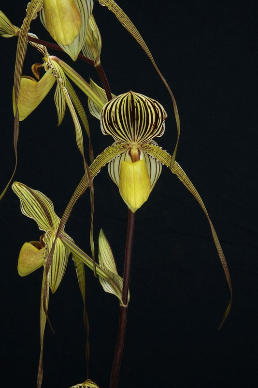Paphiopedilum Saint Swithin 'Emily' DSC_1479