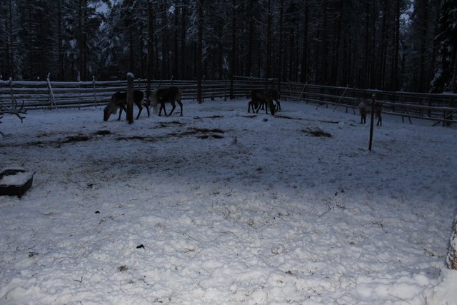 ¿Que más se puede hacer en Rovaniemi? - Finlandia, mucho más que Papa Noel (3)