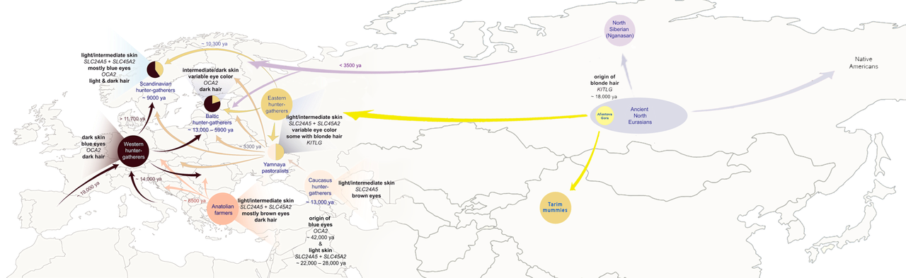 Archaeogenetic-analysis-of-human-skin-pigmentation-in-Europe-with-Asia-geographic-extension.png