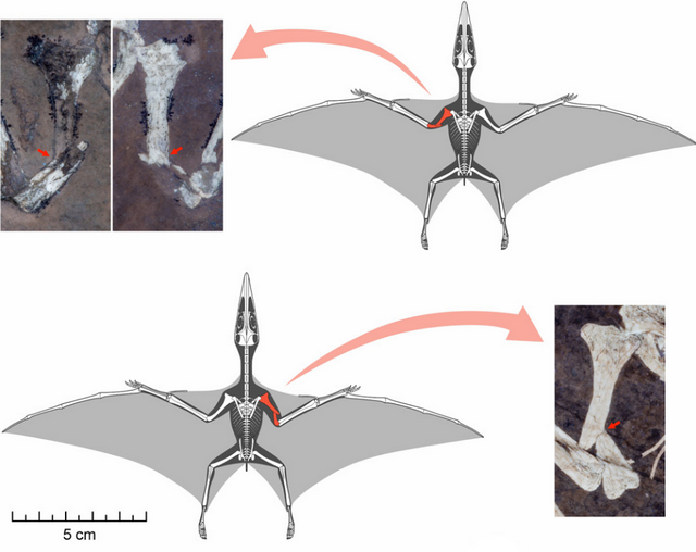 Baby-Flugsaurier-Fossilien aus Solnhofen Baby-Flugsaurier-Fossilien aus Solnhofen