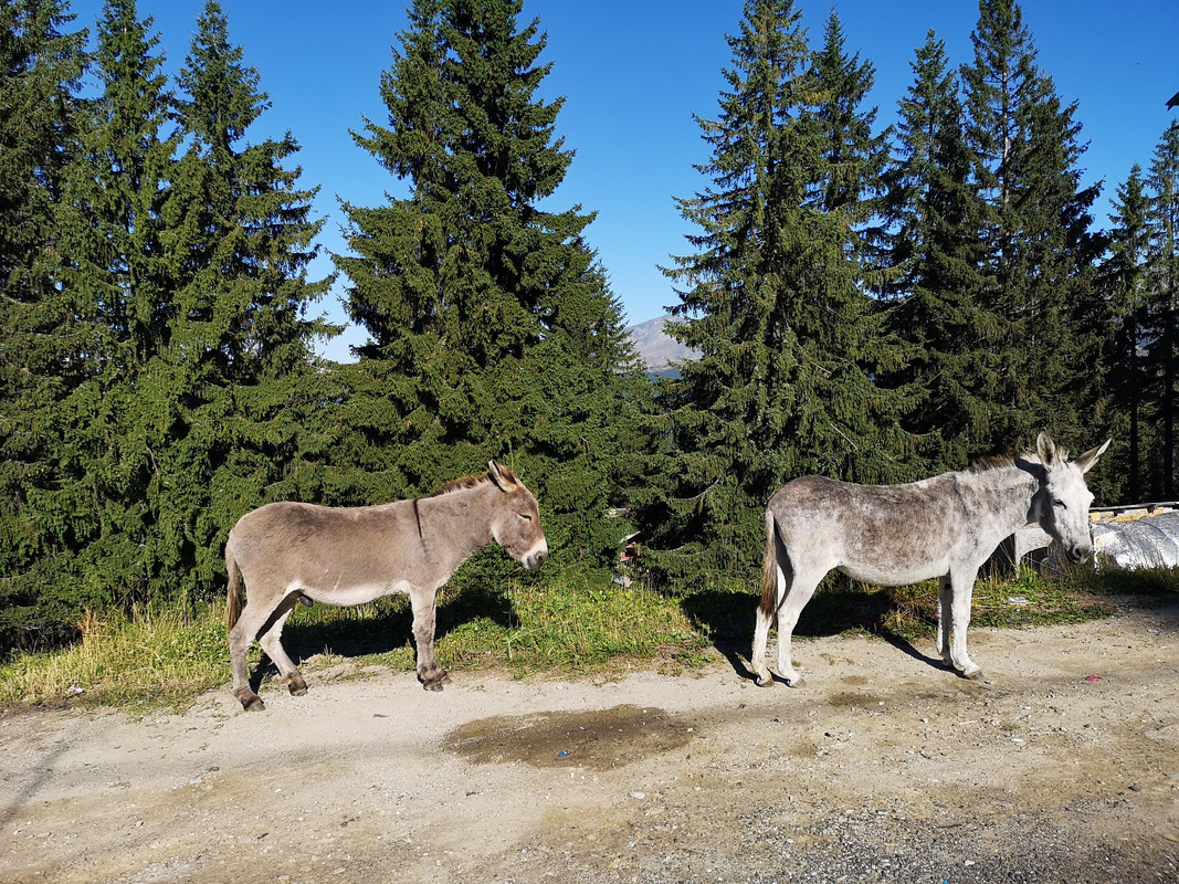 [Obrazek: IMG-20190819-092741.jpg]
