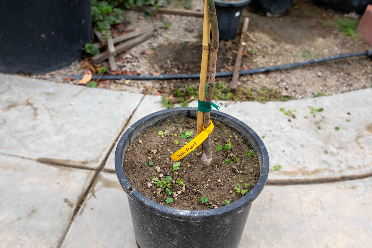 8U1A3625  Son Pari Mango Tag & Rootstock  (9-3-2020)