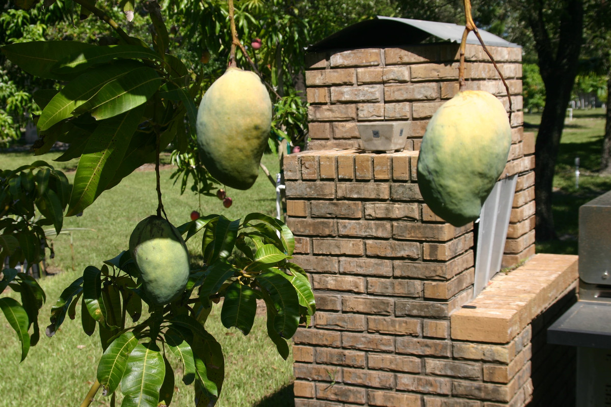unknown mango tree 003
