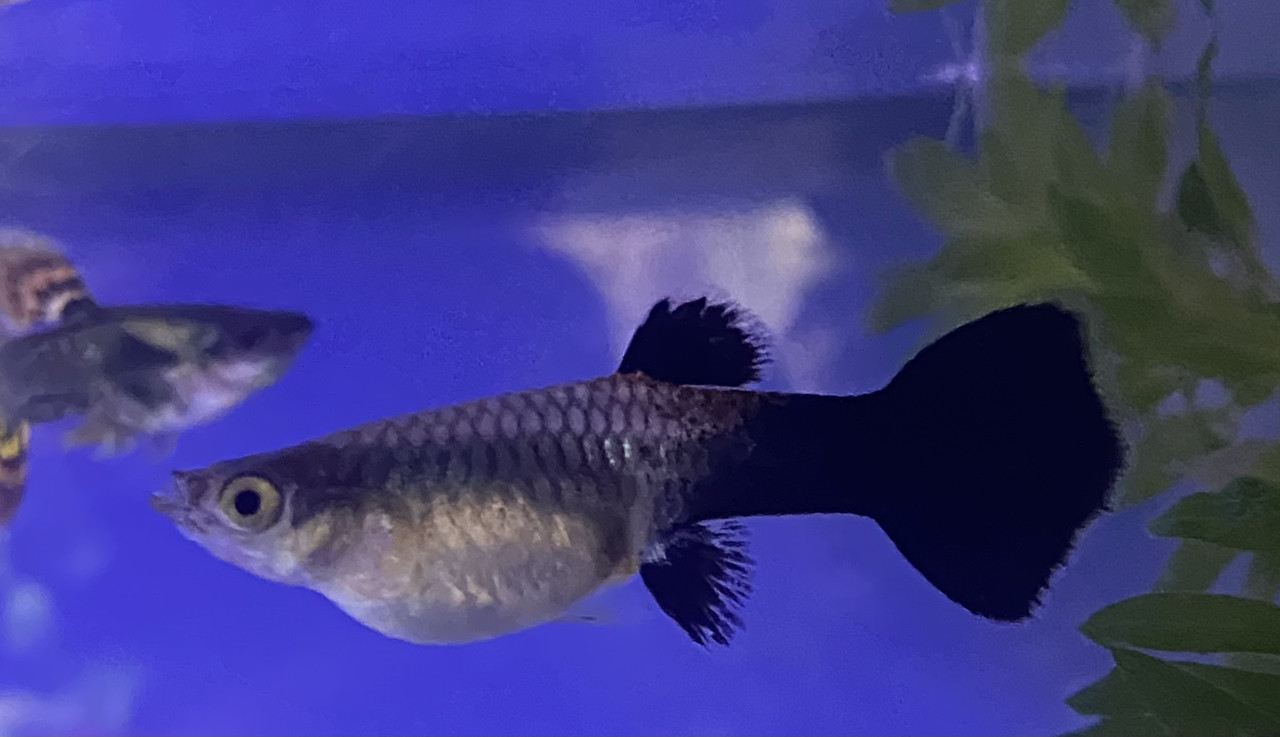 6F21AC5D-5689-47A9-B43D-0407A93559A8