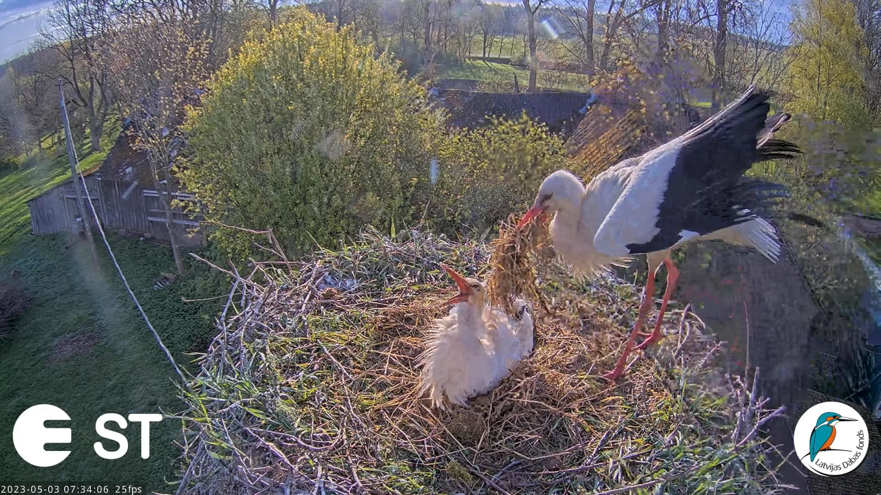 Baltie stārķi (Ciconia ciconia) Tukuma novadā - LDF tiešraide __ White storks in Tukums, Latvia 5-3-