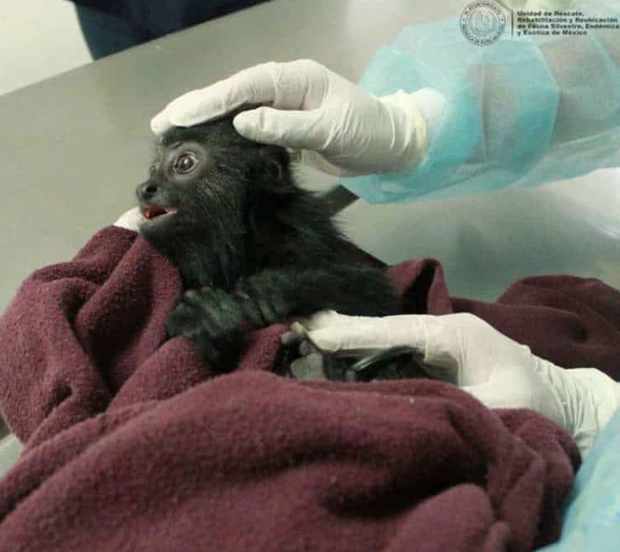 Detenido en Hidalgo por traficar con mono en peligro de extinción