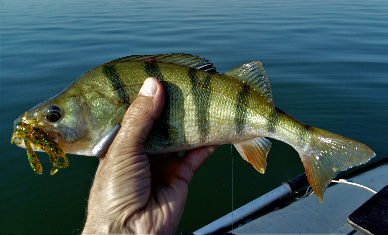 DSC_0955 — копия