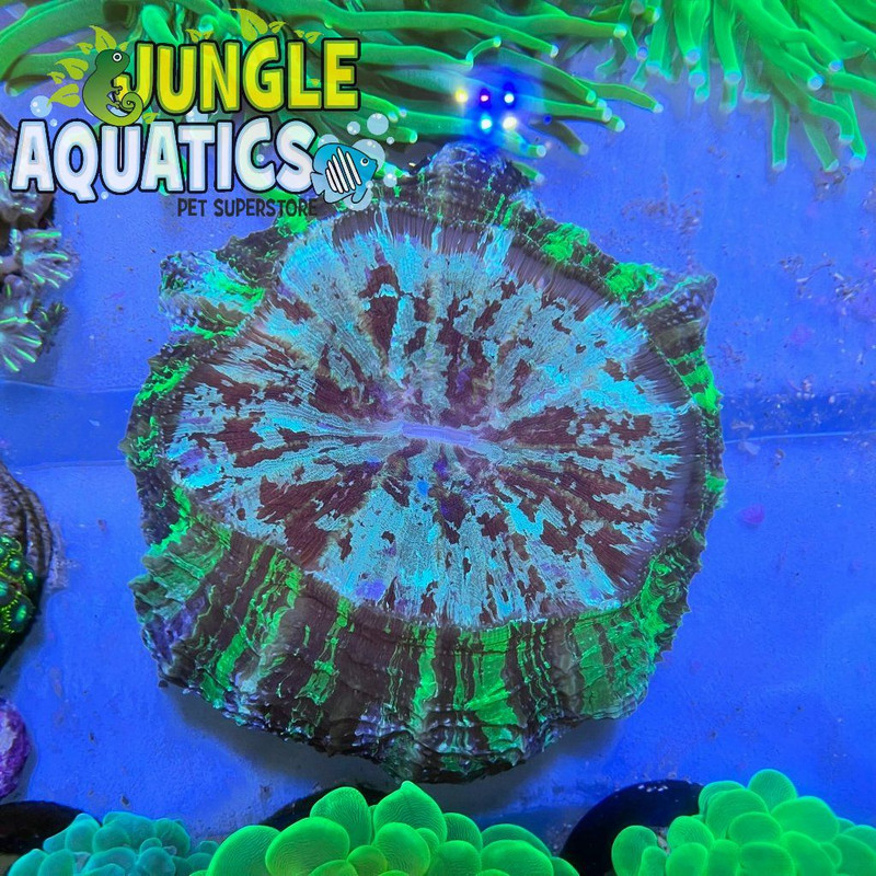 Coral Image