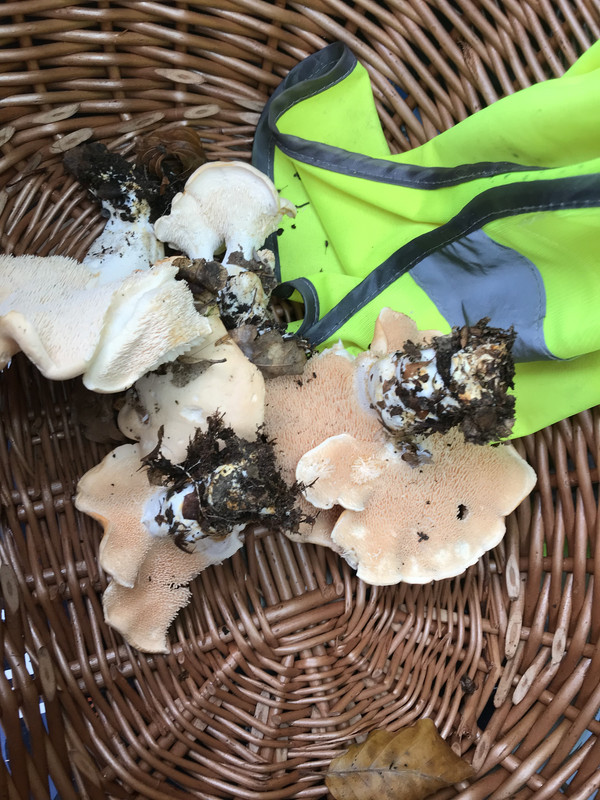 F3ECE0E5-F05B-4772-84B4-00FE44BE6A6E