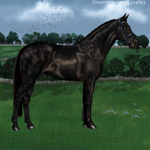 Black-Pasture-Avi.jpg