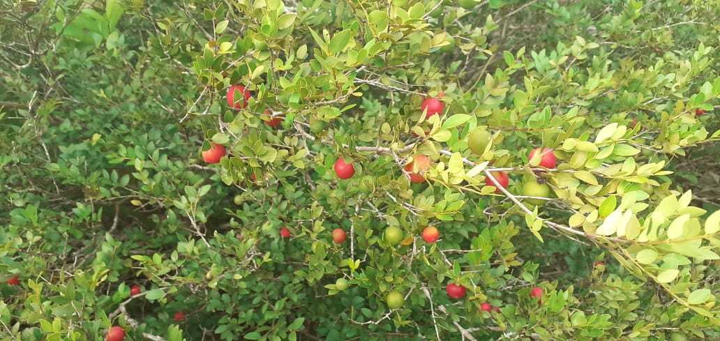 WhatsApp Image 2020-12-17 at 19.28.32 (2)