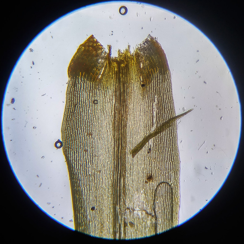 IMG 20250614 112611 HDR