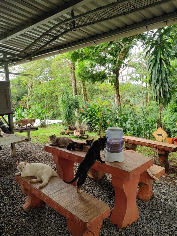 Refugio de felinos, gatos en Costa Rica, San Jose