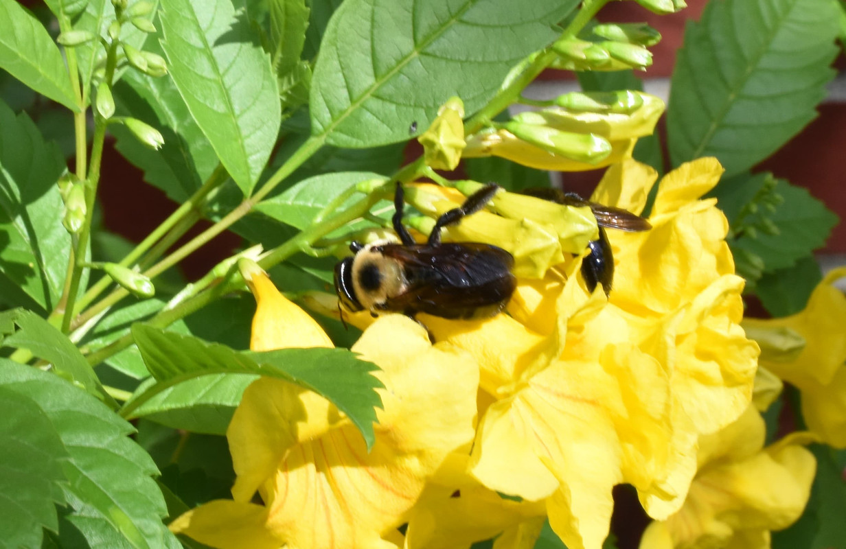 2016 10 29 Black Bee (16)