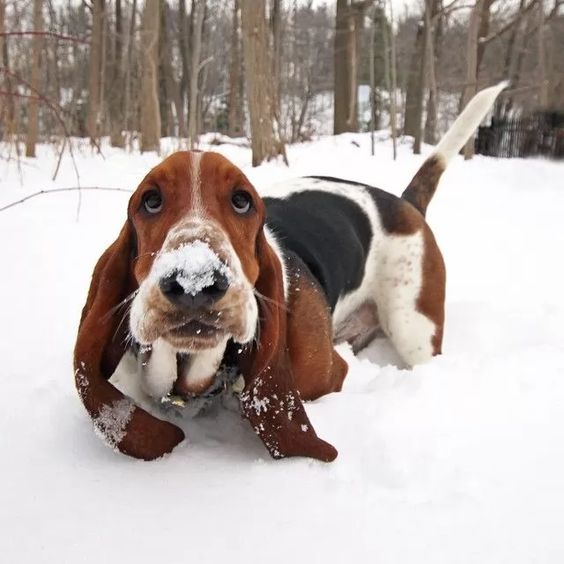 Basset-Hound64b7273a3c21135b1f.jpg