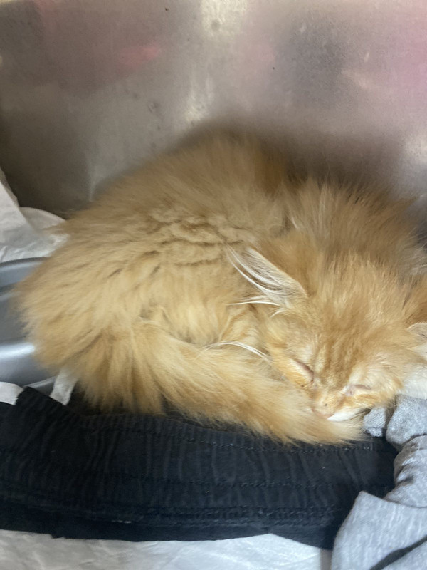 IMG-8bf7a33ced5db1b78561341b2d9a86ca-V