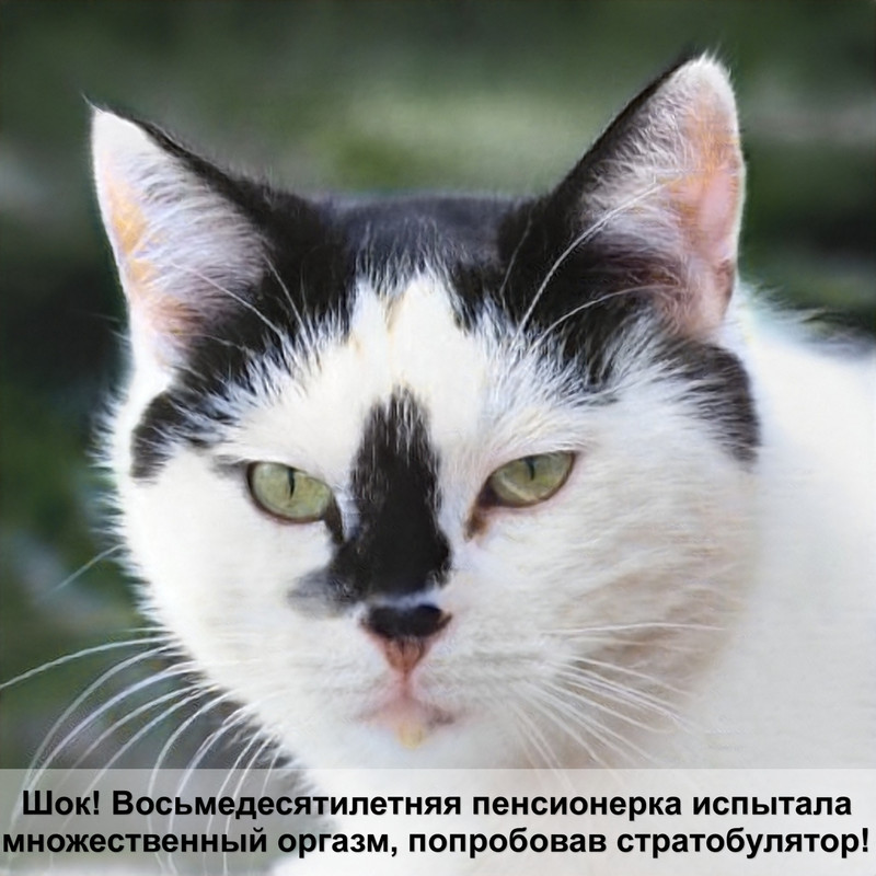 глазные капли для кошек