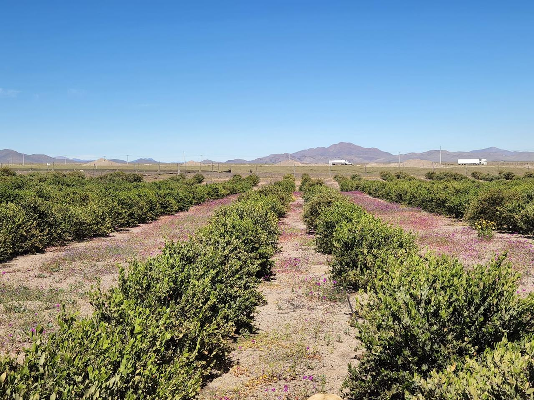 Botella de aceite de jojoba Etterna Atacama