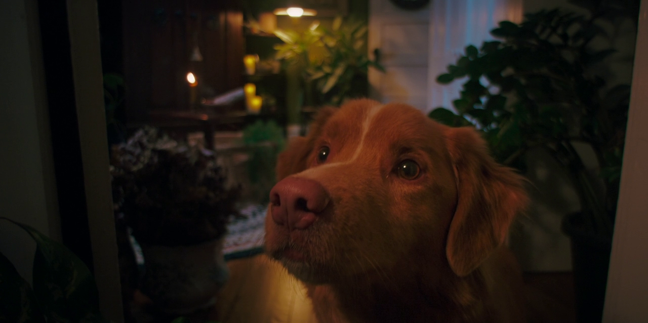 vlcsnap 2026 01 25 16h13m21s204